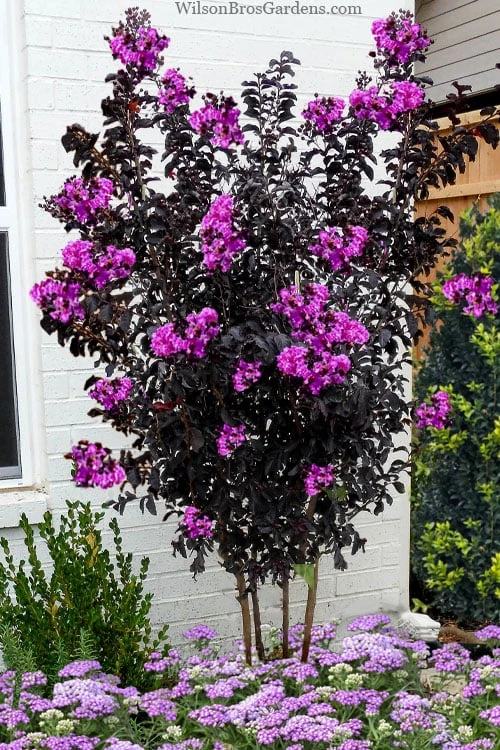 Black Diamond 'Purely Purple' Crape Myrtle - 2 Gallon Pot