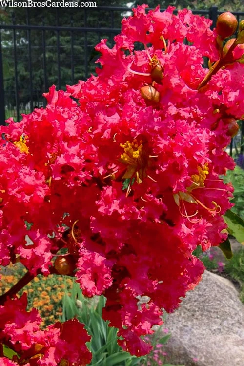 Tuscarora Watermelon Red Crape Myrtle - 1 Gallon Pot - Image 4
