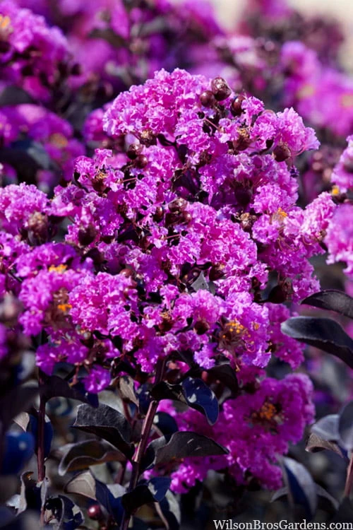 Black Diamond 'Purely Purple' Crape Myrtle - 3 Gallon Pot - Image 4