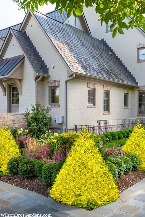 Sunshine Ligustrum - 1 Gallon Pot - Image 4