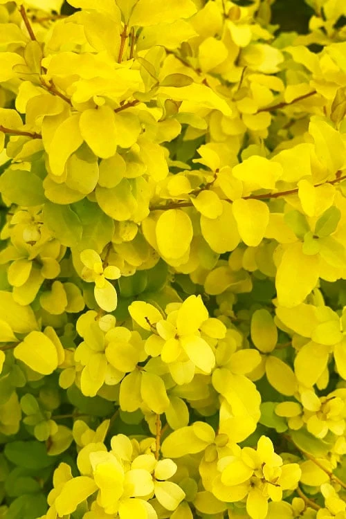 Sunshine Ligustrum - 1 Gallon Pot - Image 7