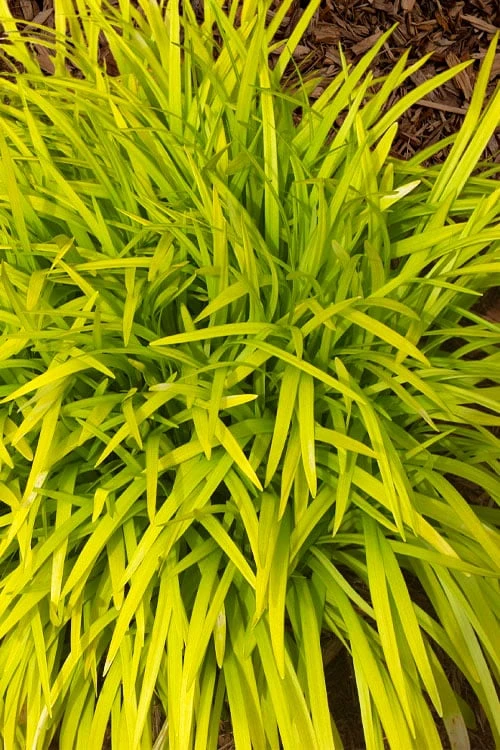 Gold Ingot Liriope (Golden Lilyturf) - 6 Pack Of 1 Gallon Pots - Image 5
