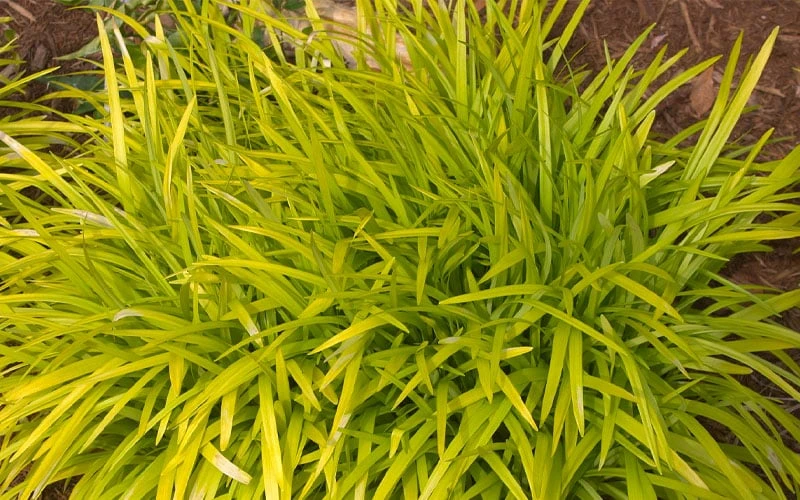 Gold Ingot Liriope (Golden Lilyturf) - 6 Pack Of 1 Gallon Pots - Image 6