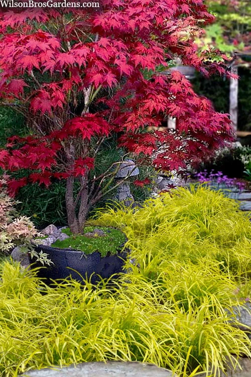 Gold Ingot Liriope (Golden Lilyturf) - 6 Pack Of 1 Gallon Pots - Image 4