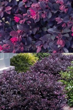 Purple Daydream Dwarf Loropetalum - 3 Gallon Pot