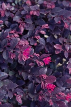 Purple Daydream Dwarf Loropetalum - 1 Gallon Pot