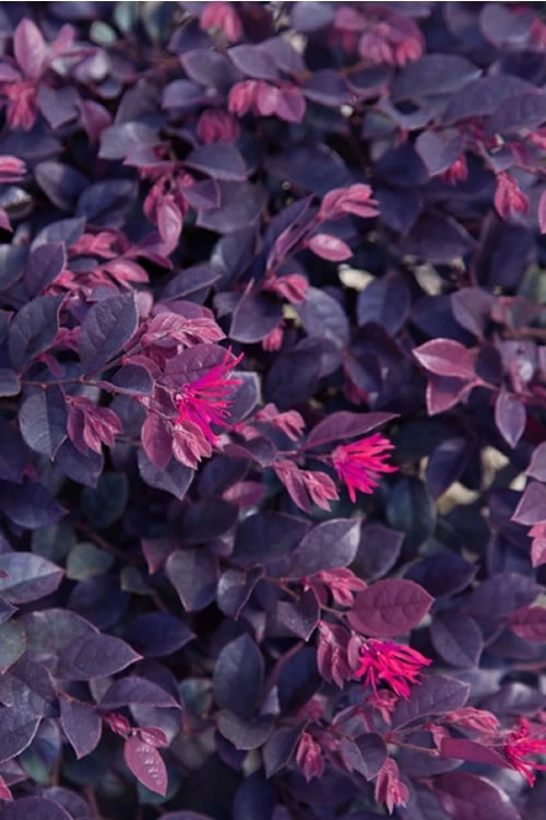 Purple Daydream Dwarf Loropetalum - 3 Gallon Pot - Image 8