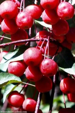 Southern Crabapple (Malus Angustifolia) - 1 Gallon Pot