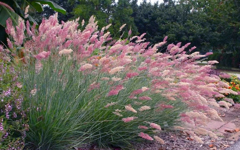 Savannah Ruby Grass (Melinus Nerviglumis) - 6 Pack Of 1 Gallon Pots - Image 4