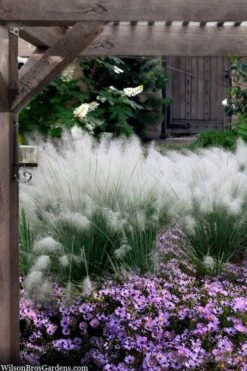 White Cloud Muhly Grass - 3 Gallon Pot