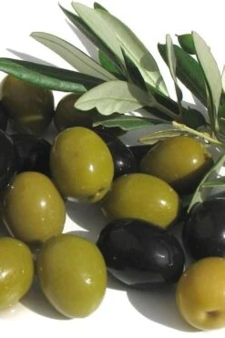Arbequina Olive Tree - 2 Gallon Pot