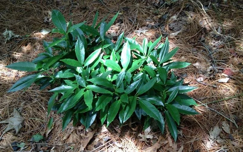 Dwarf Green Aucuba - Japanese Laurel - 3 Gallon Pot - Image 6