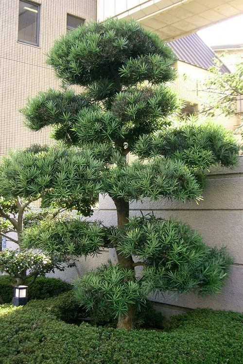 Podocarpus Macrophyllus Upright Yew - 7 Gallon Pot (4-5') - Image 6