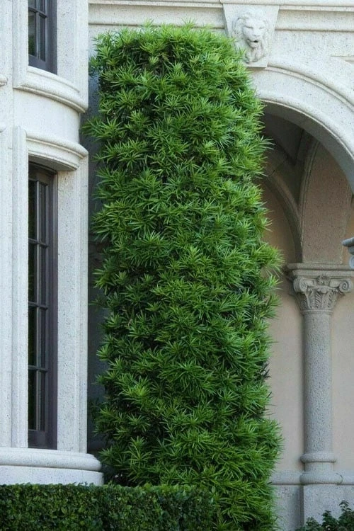 Podocarpus Macrophyllus Upright Yew - 7 Gallon Pot (4-5') - Image 5