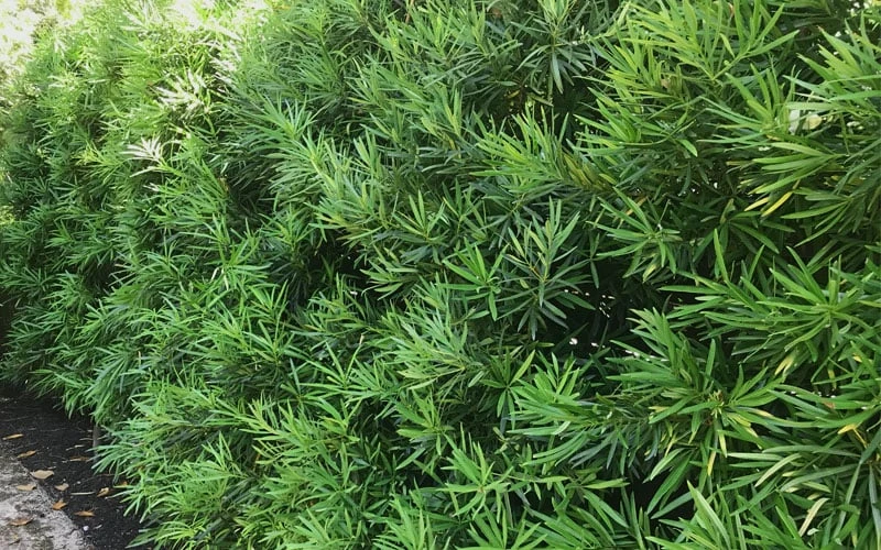 Podocarpus Macrophyllus Upright Yew - 7 Gallon Pot (4-5') - Image 8