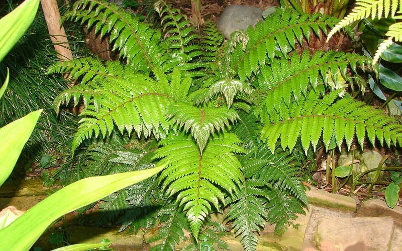 Korean Rock Fern - 1 Gallon Pot - Image 5