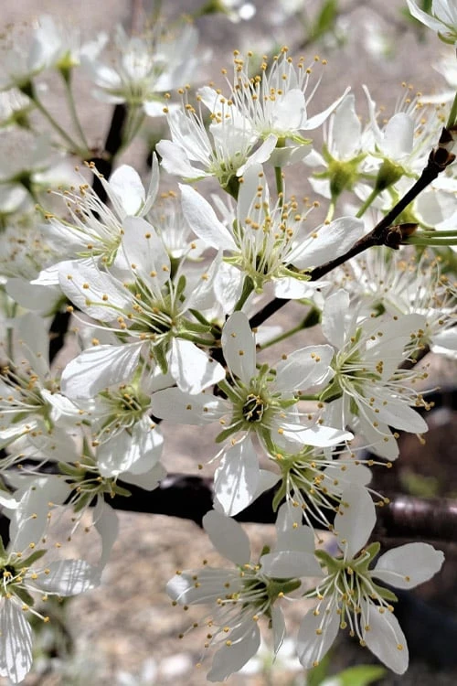 American Wild Plum Tree (Prunus Americana) - 1 Gallon Pot - Image 4
