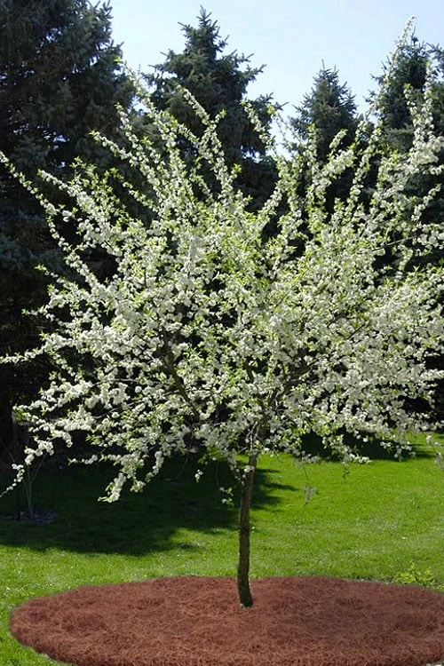 American Wild Plum Tree (Prunus Americana) - 1 Gallon Pot - Image 6