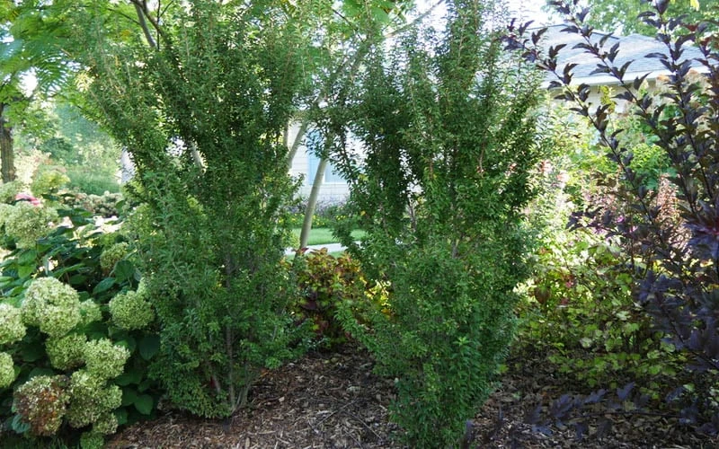 Zuzu Flowering Cherry (Prunus Incisa 'Rinpo') - 5 Gallon Pot - Image 8