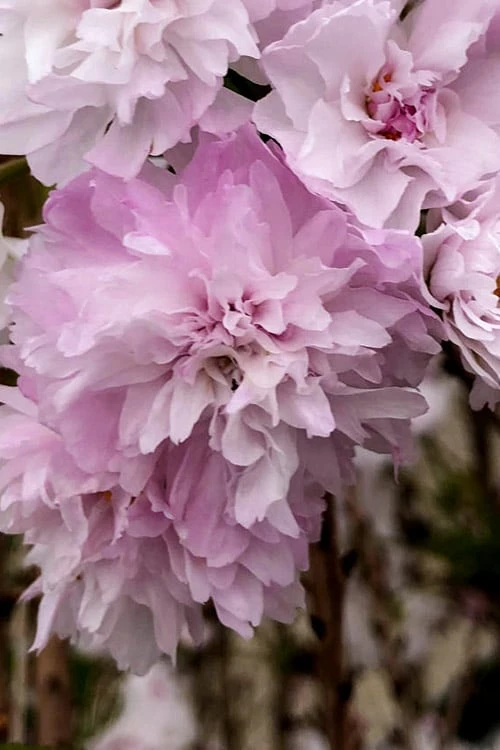 Zuzu Flowering Cherry (Prunus Incisa 'Rinpo') - 5 Gallon Pot - Image 6