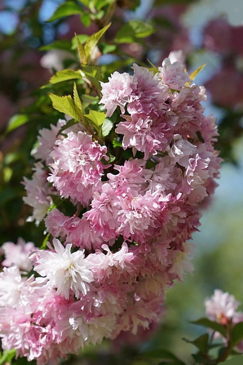 Zuzu Flowering Cherry (Prunus Incisa 'Rinpo') - 5 Gallon Pot - Image 5