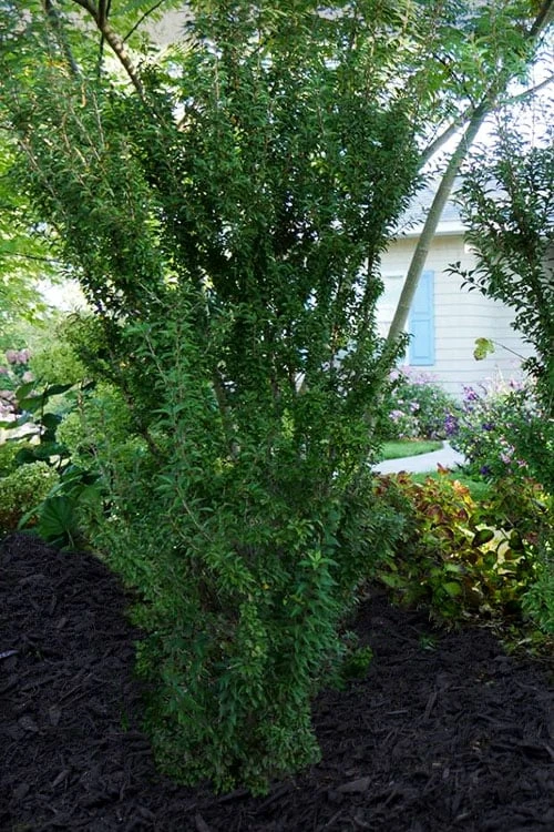 Zuzu Flowering Cherry (Prunus Incisa 'Rinpo') - 3 Gallon Pot - Image 4