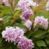 Zuzu Flowering Cherry (Prunus Incisa 'Rinpo') - 3 Gallon Pot
