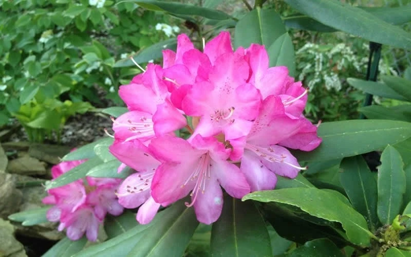 Southgate 'Radiance' Rhododendron - 3 Gallon Pot - Image 5