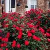 Red Double Knock Out Rose - 3 Gallon Pot