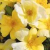 Sunny Yellow Knock Out Rose - 2 Gallon Pot