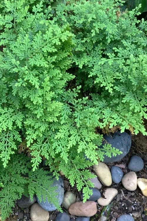 Arborvitae Fern (Selaginella Braunii) - 1 Gallon Pot - Image 4