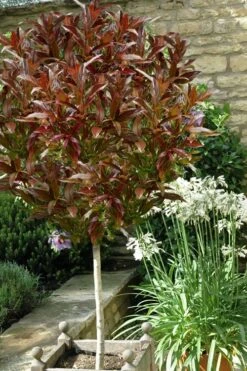 Coppertop Sweet Viburnum - (Single Trunk Topiary Tree) - 5 Gallon Pot
